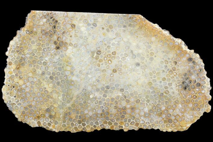 Polished, Fossil Coral Slab - Indonesia #121887